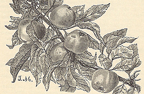 Die Zeiten des Dreißigjährigen Krieges