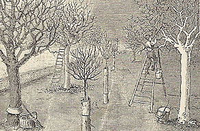 Die Obstkultur in der Antike