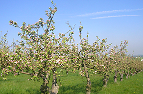 Das Sterben der Streuobstwiesen